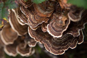 Turkey Tail Mushroom of Oregon