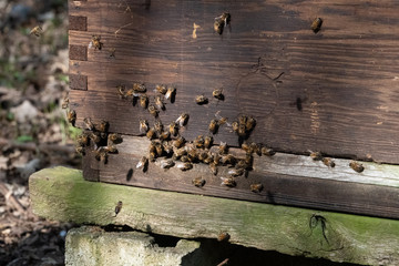 Close of Bee Hive entrance and bees returning to and leaving the hive sping day morning