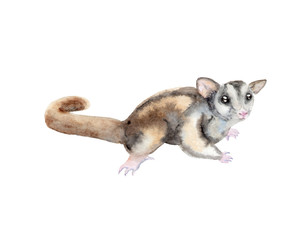 Fototapeta na wymiar Animal Watercolor Painting - Sugar Possum, Australia Animal