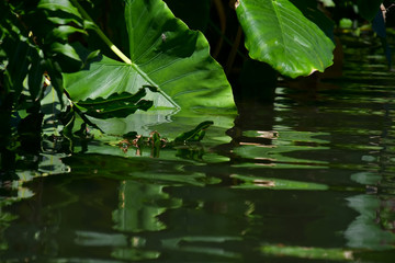 Large tropical bright green leaves immersed in dark water