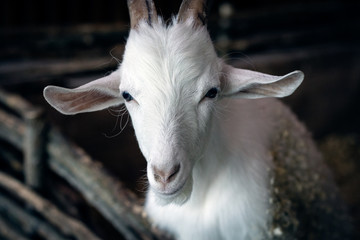 A young goat, a pet of the contact zoo looks into the camera.