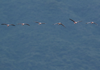 Lesser Flamingos in flight