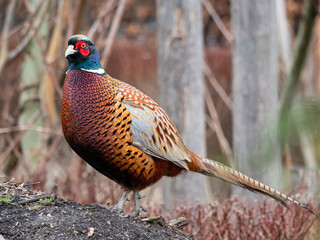 The beautiful colored male Pheasant Phasianus colchicus on the top of the rock. The head is bottle green with a small crest and distinctive red wattle. Malmo, Sweden