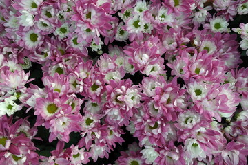 Photo Close-up of pink and white chrysanthemum flowers in a flower park. A bunch of white-pink lilac chrysanthemum flowers.