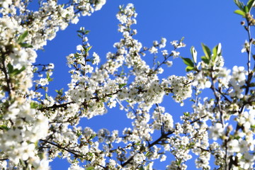 Cerisier en fleurs ou griottier en fleurs
