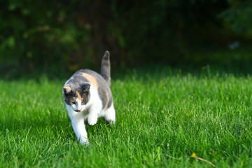 Three coloured cat playing in the bright green grass in summer outside.