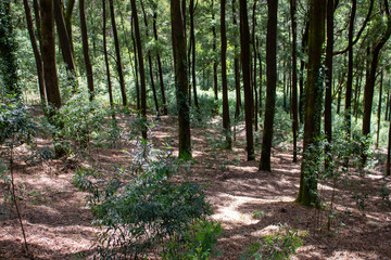 Vista desde el interior de un bosque