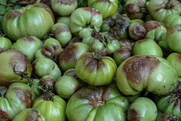 Unripe tomatoes affected by late blight. Phytophthora Infestans. Selective focus.