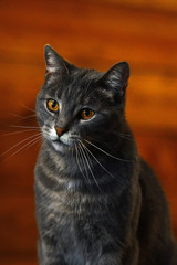Grey tabby striped cat with yellow eyes indoors. Animal portrait.