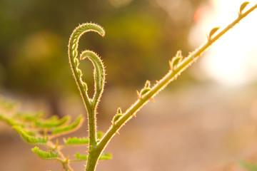 Young leaves mimosa pigra close-up.