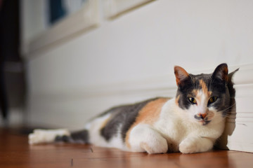 Three coloured calico cat lying on the wooden floor indoorn at home.