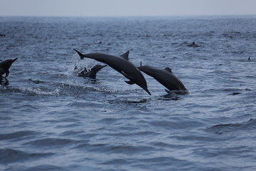 dolphin jumping out of water