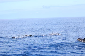 Delphine auf Madeira