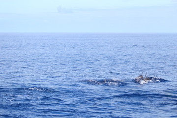 Delphine auf Madeira