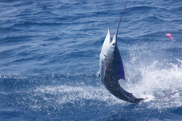 Obraz premium fishing on the sea