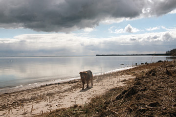 Hund Insel Rügen im April