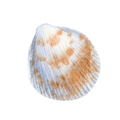 Watercolor of seashell isolated on white background. Stock illustration for your menu or design.