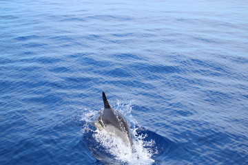 Delphine auf Madeira