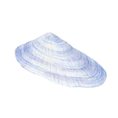 Watercolor of seashell isolated on white background. Stock illustration for your menu or design.