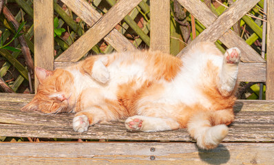 Large Ginger Male Tomcat Cat Tabby Orange and white striped asleep in sunshine on garden bench close up low level view - Cats Asleep