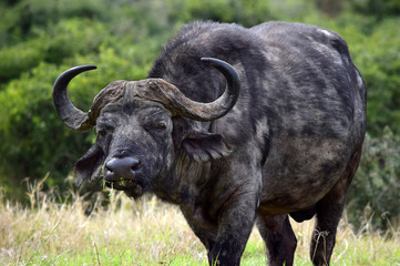 Naklejka premium African Buffalo