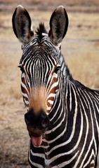 Fototapeta na wymiar Zebra Tongue
