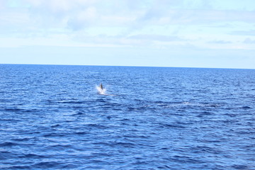 Delphine auf Madeira