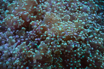 Fototapeta na wymiar macro shot of the polyps of a euphyllia (coral)