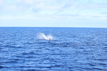 Delphine auf Madeira