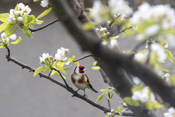 Goldfinch bird on a blossoming pear tree