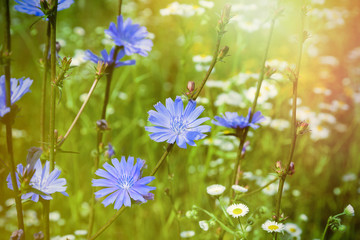 Blooming summer meadow and blue chicory flowers.
