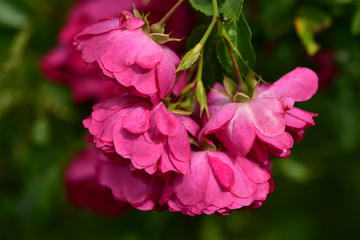 A bunch of deep pink flowers of a bush rose among garden greens