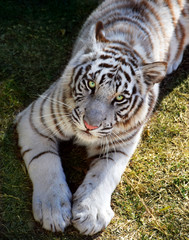 White TIger