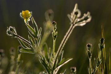 Pré en friche, herbes folles de fleurs sauvages jaunes bouton d'or, au printemps en France.
