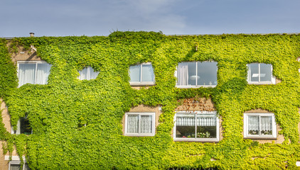 Ecological building with the wall full of plants