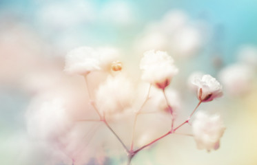 Soft focus white flower on blue. Blur nature horizontal background.