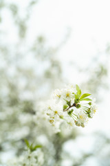 White cherry blossom in spring for background or copy space for text strong blur and shallow dept of field