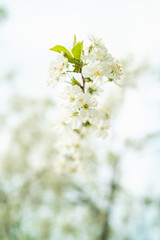 White cherry blossom in spring for background or copy space for text strong blur and shallow dept of field