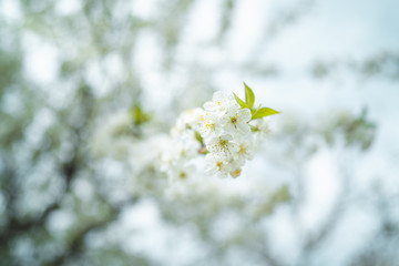 White cherry blossom in spring for background or copy space for text strong blur and shallow dept of field
