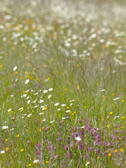 Prairie en friche, herbes folles de fleurs sauvages multicolores au printemps, France.