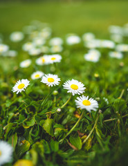 Cute little daisies isolated in vibrant green grass during spring with shallow dept of field creating beautiful bookah