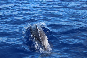 Delphine auf Madeira