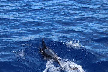 Delphine auf Madeira