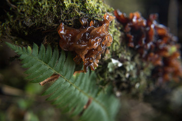 Leafy Brain Fugus, Tremella Foliacea
