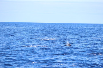 Delphine auf Madeira
