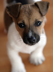 Portrait of a little sweet jack rusell terrier puppy standing on the parquet floor