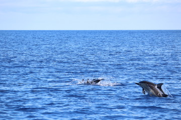 Delphine auf Madeira