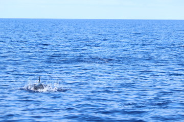 Delphine auf Madeira