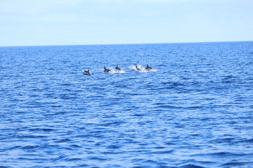 Delphine auf Madeira