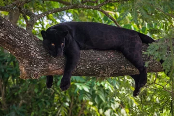 Fototapeten schwarzer Panther auf einem Ast © Xavier Rodríguez